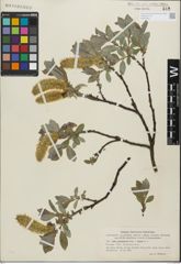 Foto von Salix glandulifera Flod. x Salix lanata L.